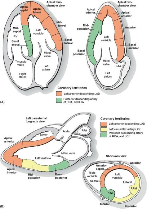 mid ventricular segments diagram